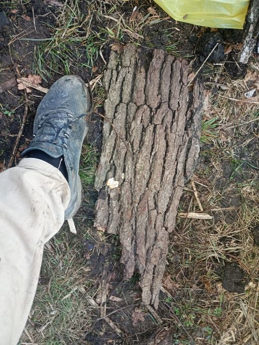 Kora sosnowa dębowa duże kawałki 80l 4m²