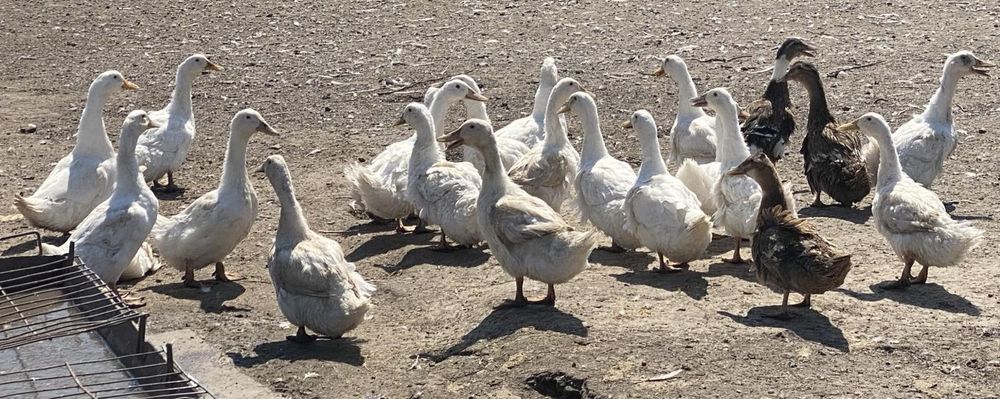 Опт та роздріб яйце для інкубації качка