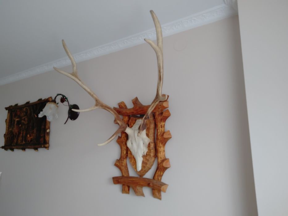 Poroże jelenia szlachetnego z czaszką na desce . Trofea ,dekoracja