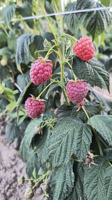 Sprzedam świeże maliny 20zł/kg