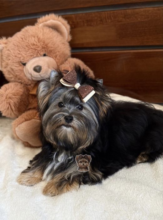 Цуценя Йоркширський терʼєр