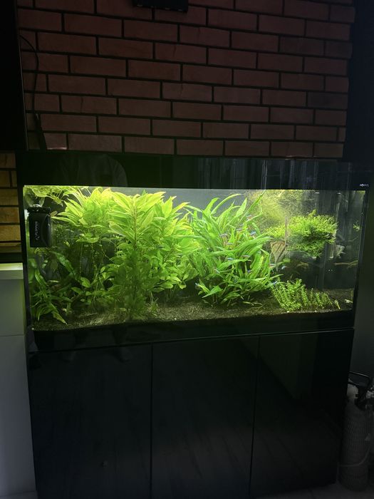 Akwarium Aquael glossy 260