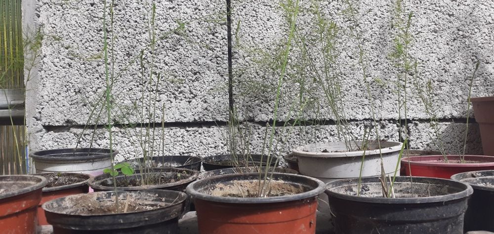 plantas espargos em vaso