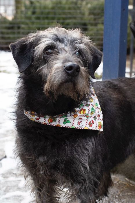 Piesek okolo 7lat