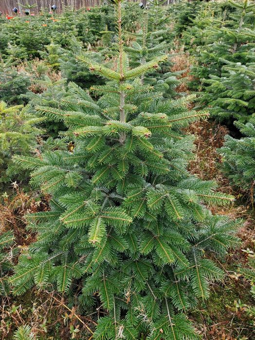 Jodła kaukaska 80-175cm donica