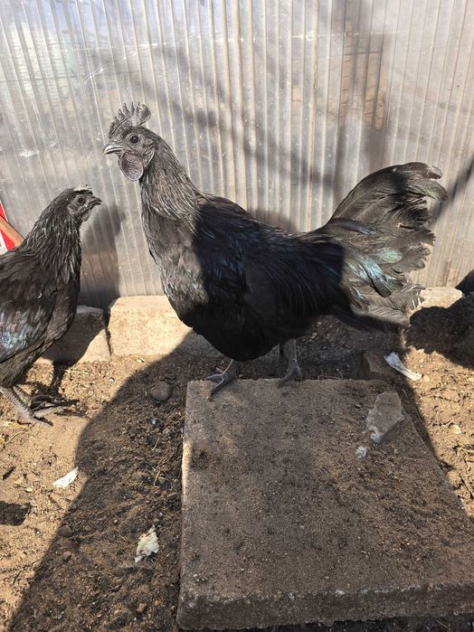 Sprzedam lub zamienie koguty ayam cemani