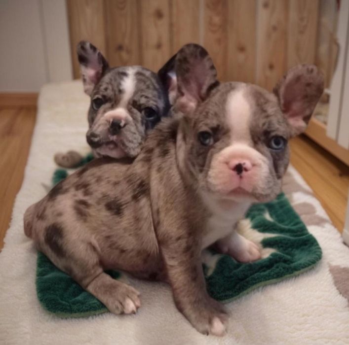 Малыши французский бульдог.