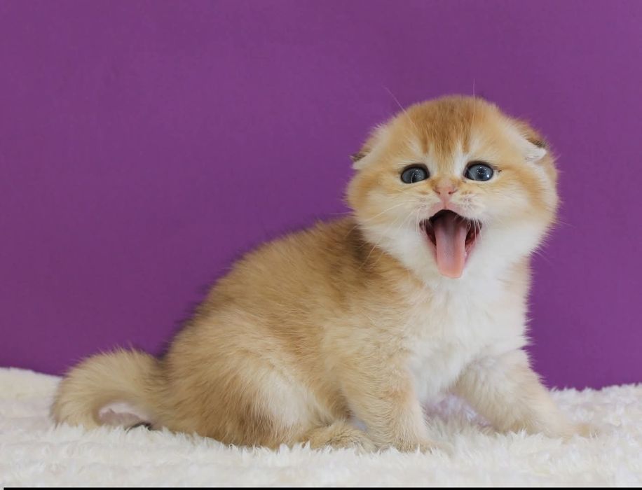 Шикарний хлопчик