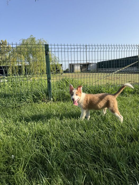 Border Collie Fêmea RedMerle Fofa