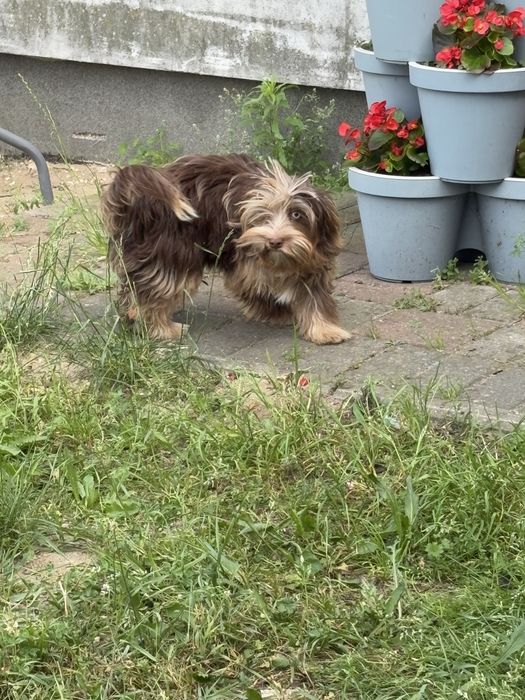 York choco merle Dumi