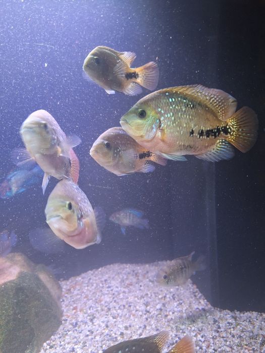 Pielęgnica Wielobarwna