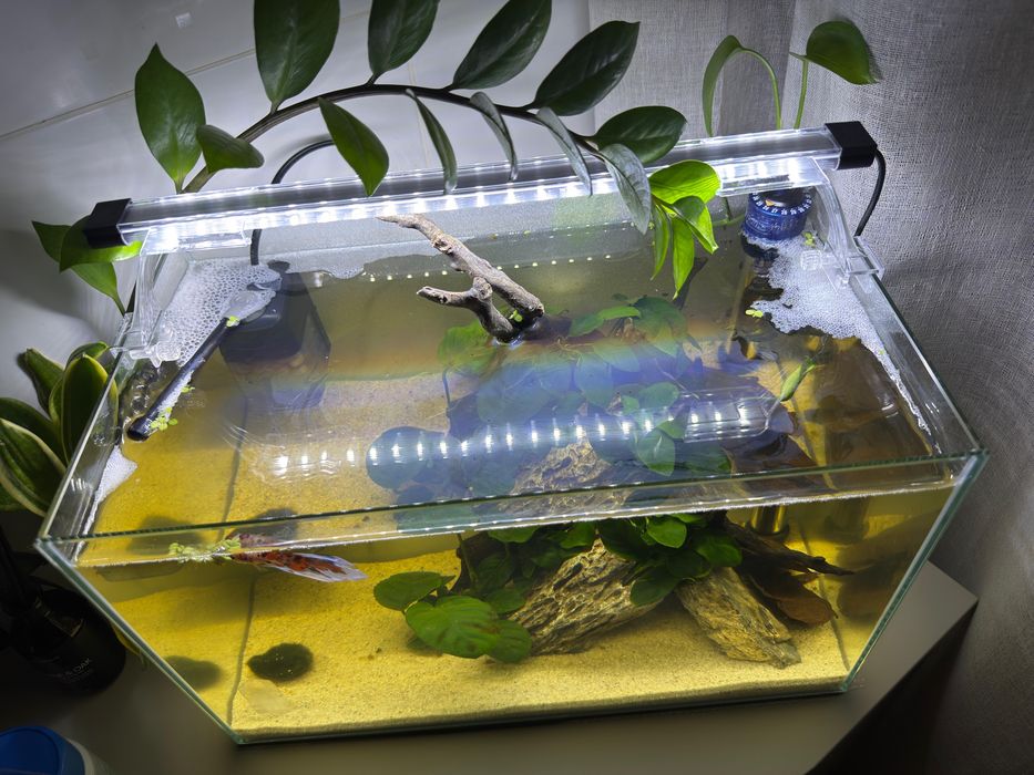Kit completo - Aquario - Aquascaping 40x23x24