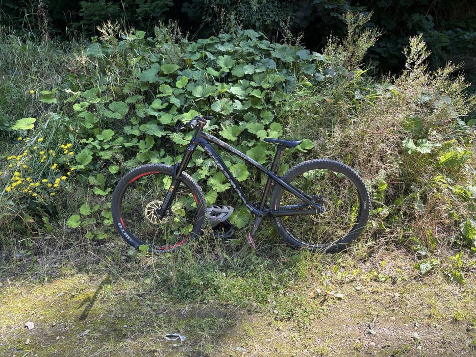 Dartmoor hornet 2022