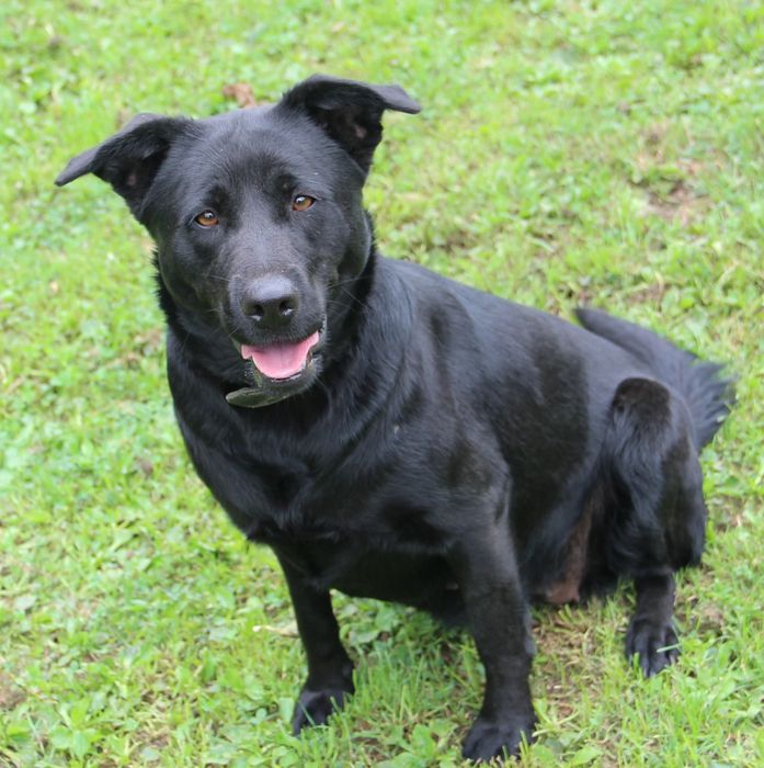 Duża, młoda i łagodna suczka mix labrador do adopcji
