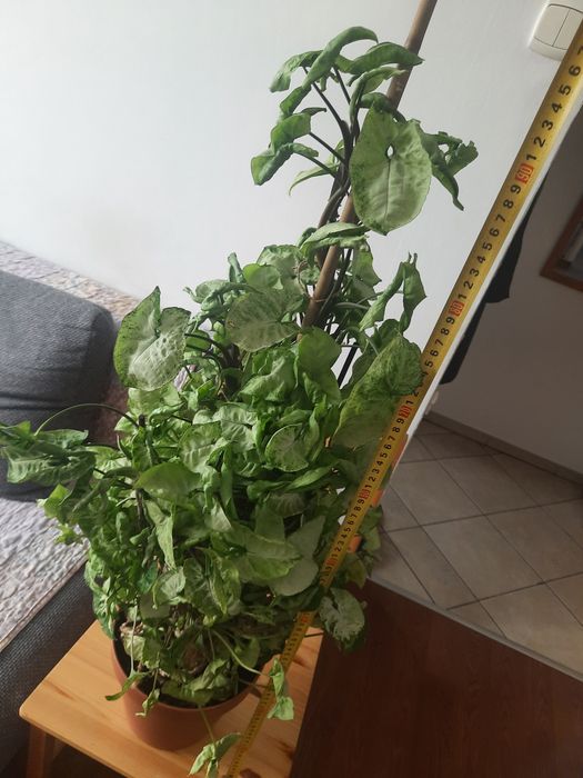 Metrowe syngonium