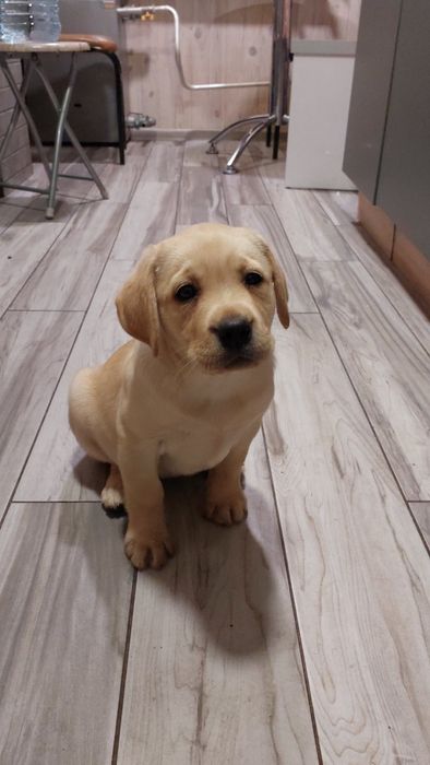 Хлопчик та дівчинка готові до переїзду в новий будинок