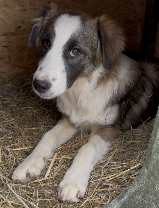 Собаки метиси шукають дім