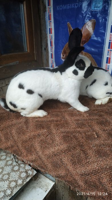 Кролики.Кролі.Самці-самочки.НПВ