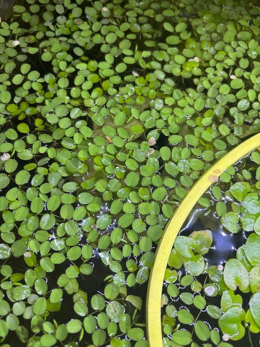 Salvinia natans do akwarium, roślina pływająca
