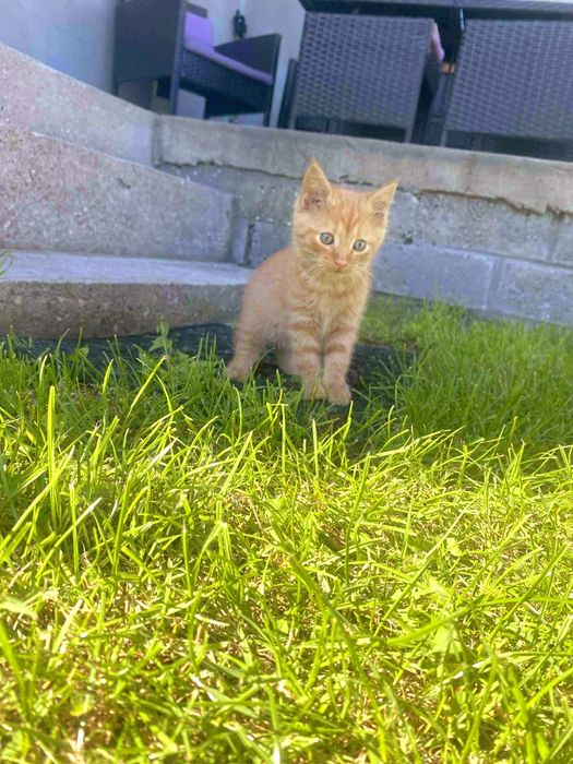 Rudy kocurek 2 miesięczny, adopcja.