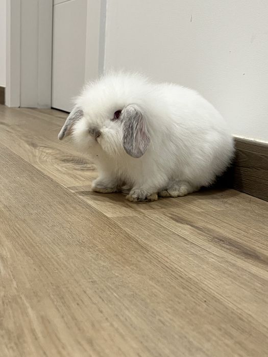 Para adocao casal de Coelhos anoes belier