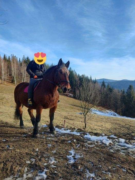 Sprzedam klacz zimnokrwistą