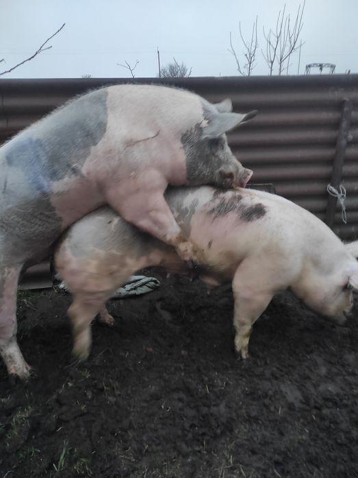 Запліднення хряками