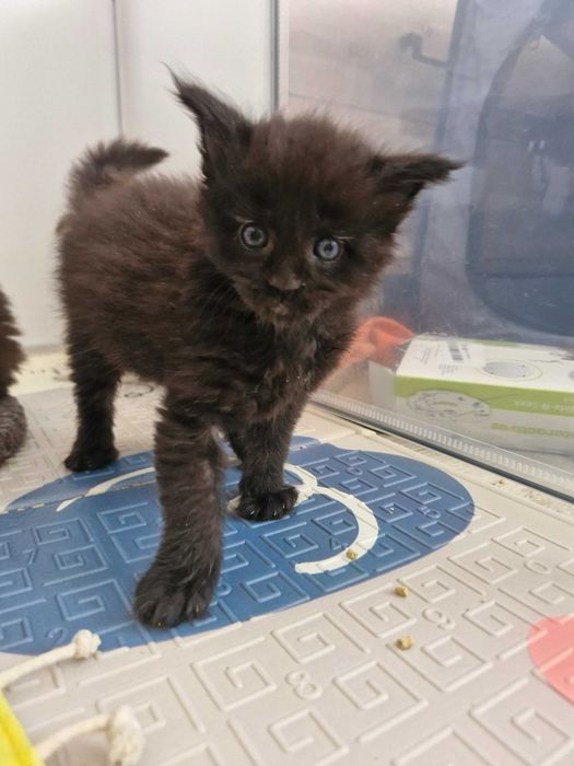DEMON ns Kocurek Maine Coon FPL
