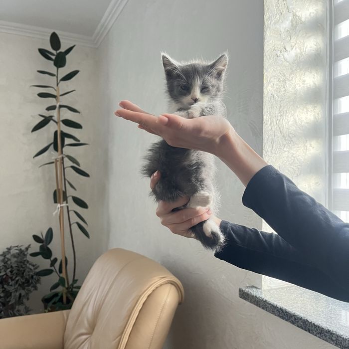 Віддам кошенят безкоштовно
