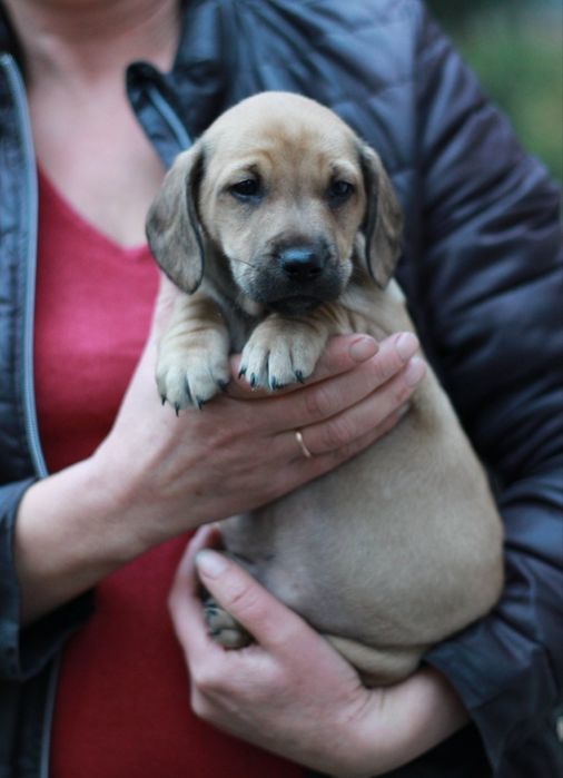 Продаются цуценята від лабрадора