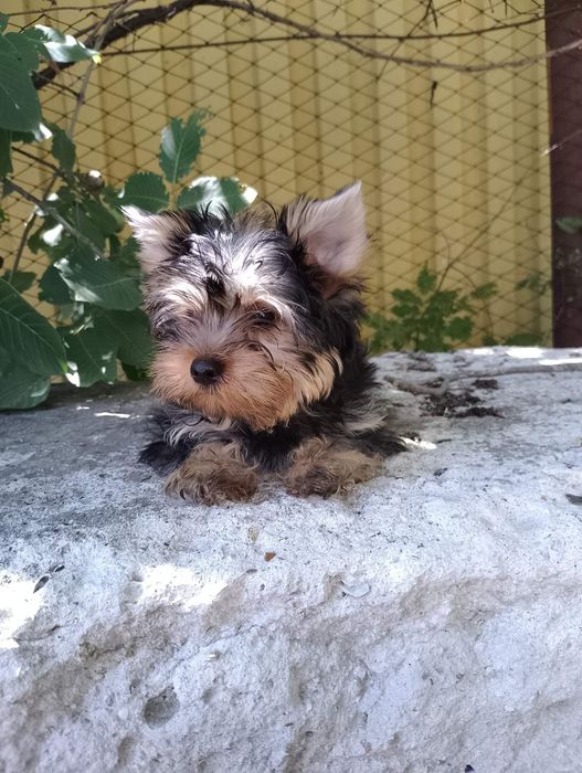 Чудовi цуцики Йорики