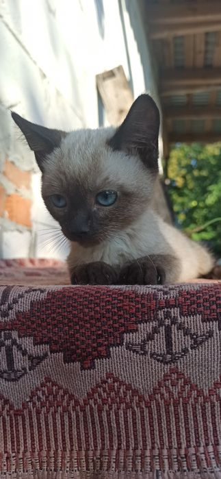 Неймовірної краси кошеня-хлопчик