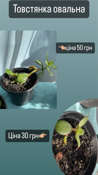 Кімнатні рослини