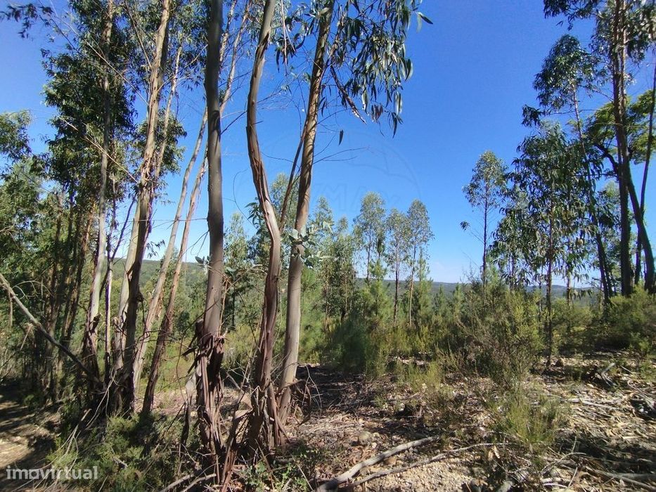 Terreno  para venda — Sardoal, Santarém