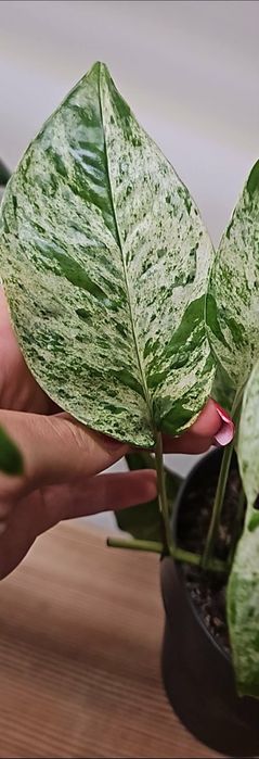 Epipremnum pinnatum marble variegata pędówka