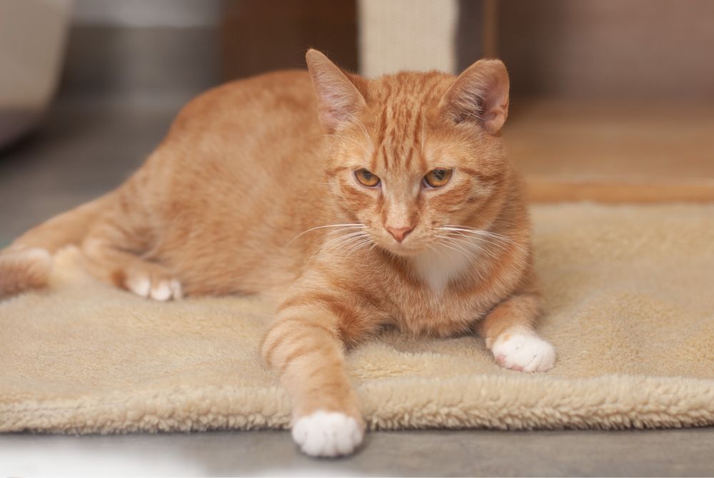 Szymon - ciekawski kotek szuka domu