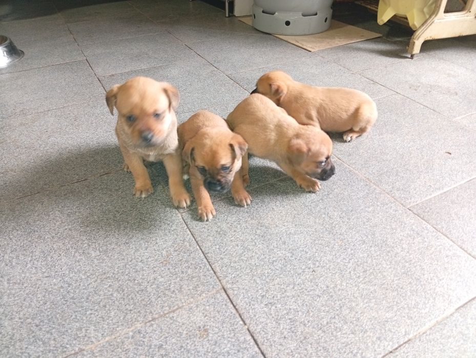 Pequenos filhotes para