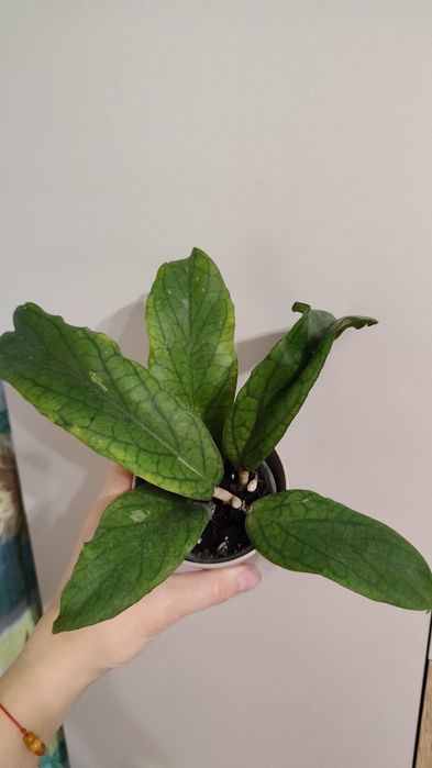 Хойя укорененная Golden Eye