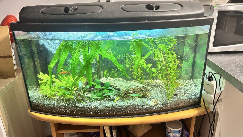 Akwarium 120 l z rybkami i krewetkami