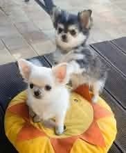Chihuahua malutka laleczka suczka ZKWP FCI