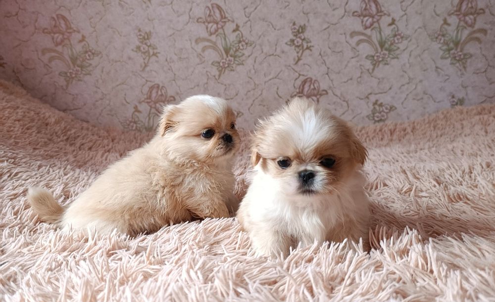 Цуценята породи пекінес