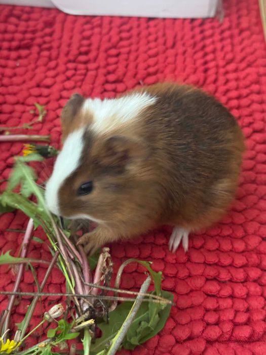 Продам морских свинок(свои)