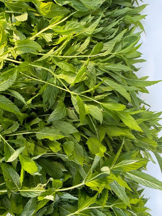 Мʼята сушена (перцева)