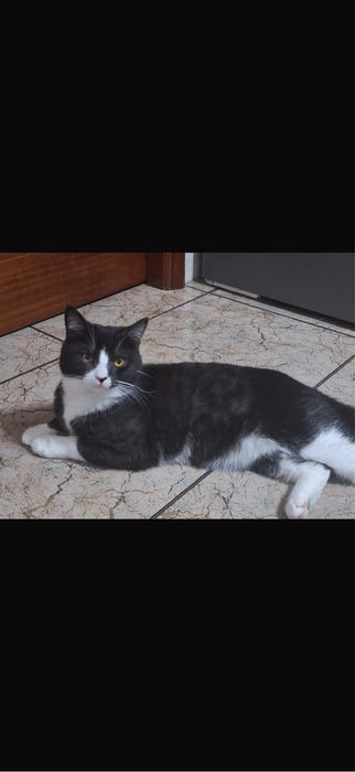 gato pra adocao gratis