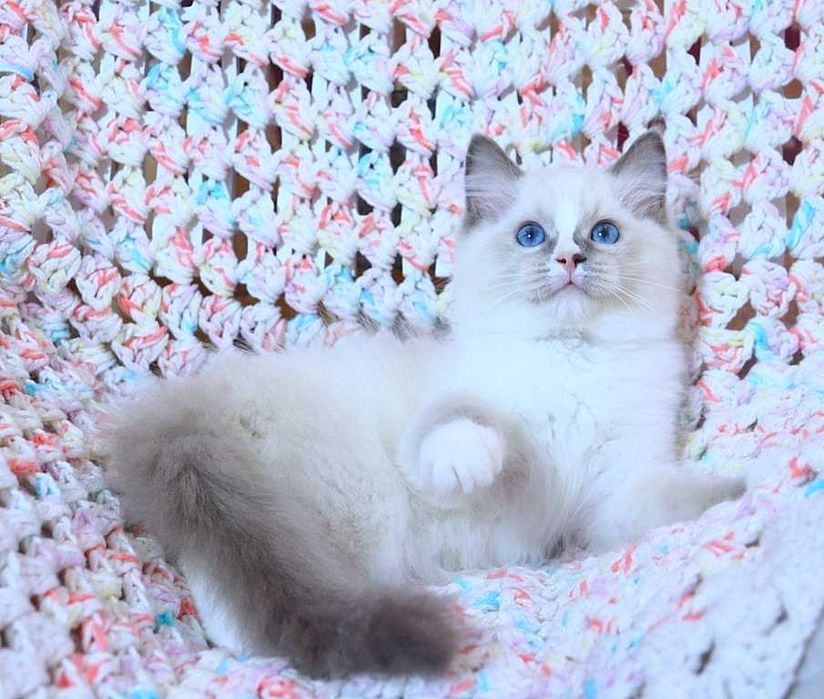 Очень милый и красивый котёночек Ragdoll//Регдолл в красивом окрасе