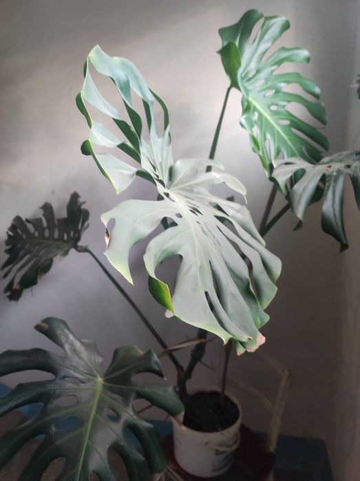 Комнатные растения Монстера