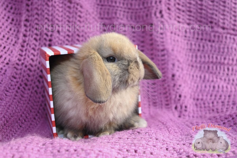 Яскраві кроленята. Висловухий кролик NHD