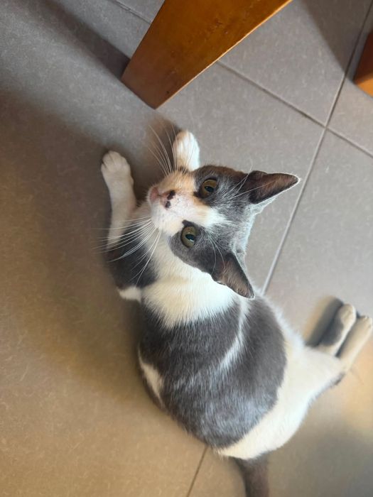 Gatinho cinza e branco