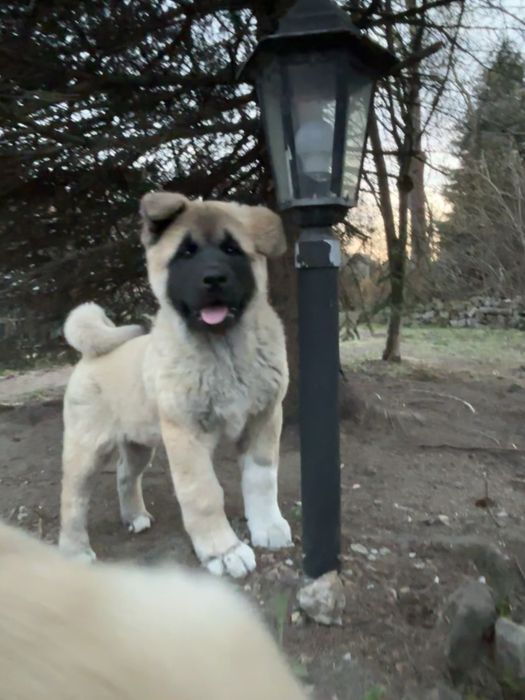 Akita amerykanska - Suczka „Shine” 100% „power girl”