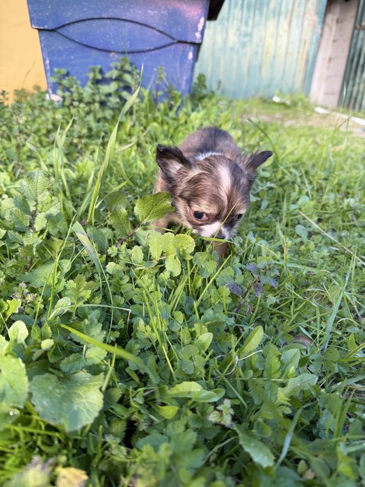 Magnífica menina chihuahua